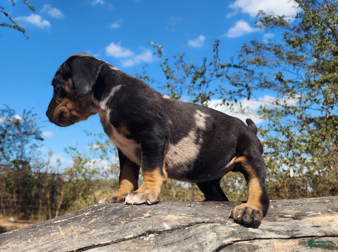 Catahoula Leopard Dog dogs for sale: Houdini 2025 Female 3 - Ad 7