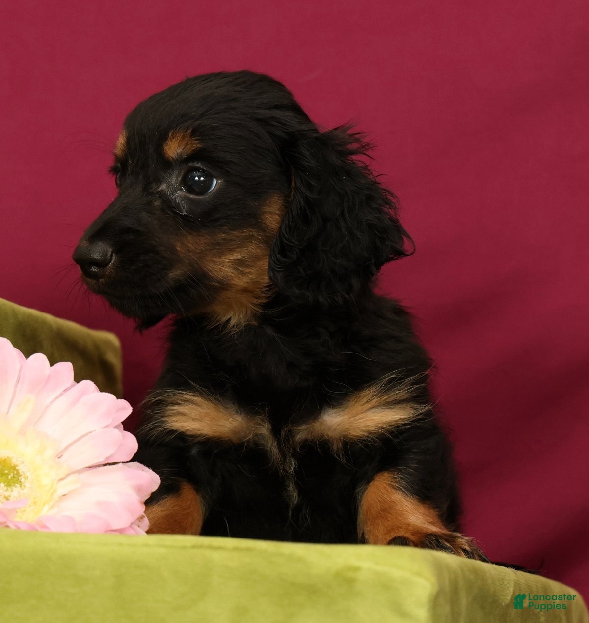 Miniature Dachshund dogs Snickers - Ad 2