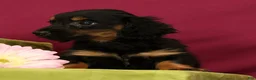 Miniature Dachshund dogs for sale: Snickers - Ad 2