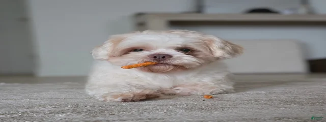 Benji