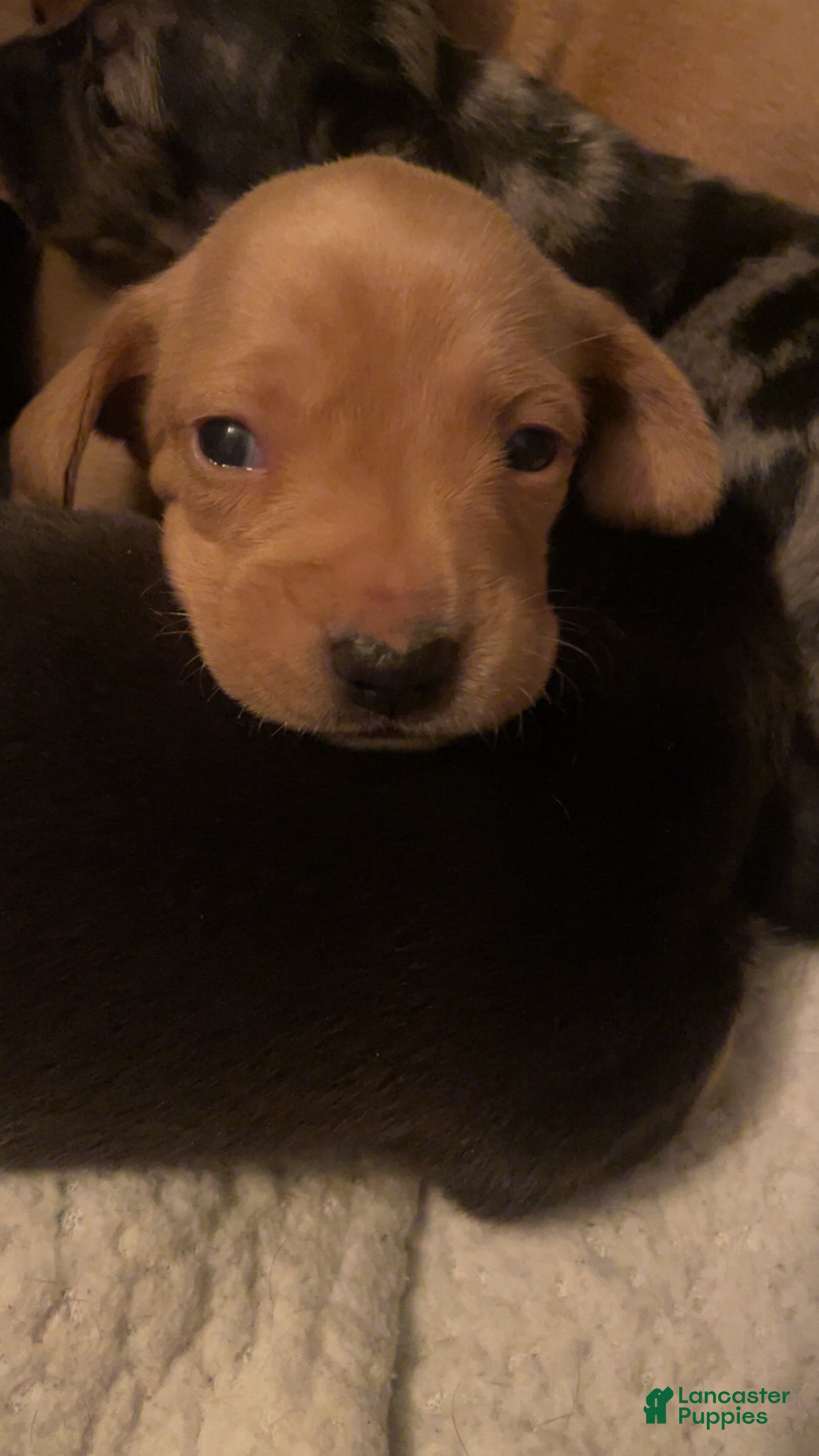 Miniature Dachshund dogs Miniature Dachshund Puppy 2 - Ad 2