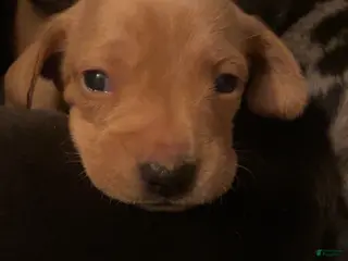 Miniature Dachshund dogs Miniature Dachshund Puppy 2 - Ad 2