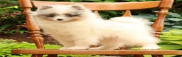 Pomeranian dogs for sale: Charlie - Ad 3