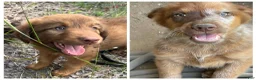 Mixed Breed dogs for sale: Doberdoodle - Ad 2