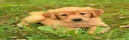 Golden Retriever dogs for sale: Diana - Ad 3