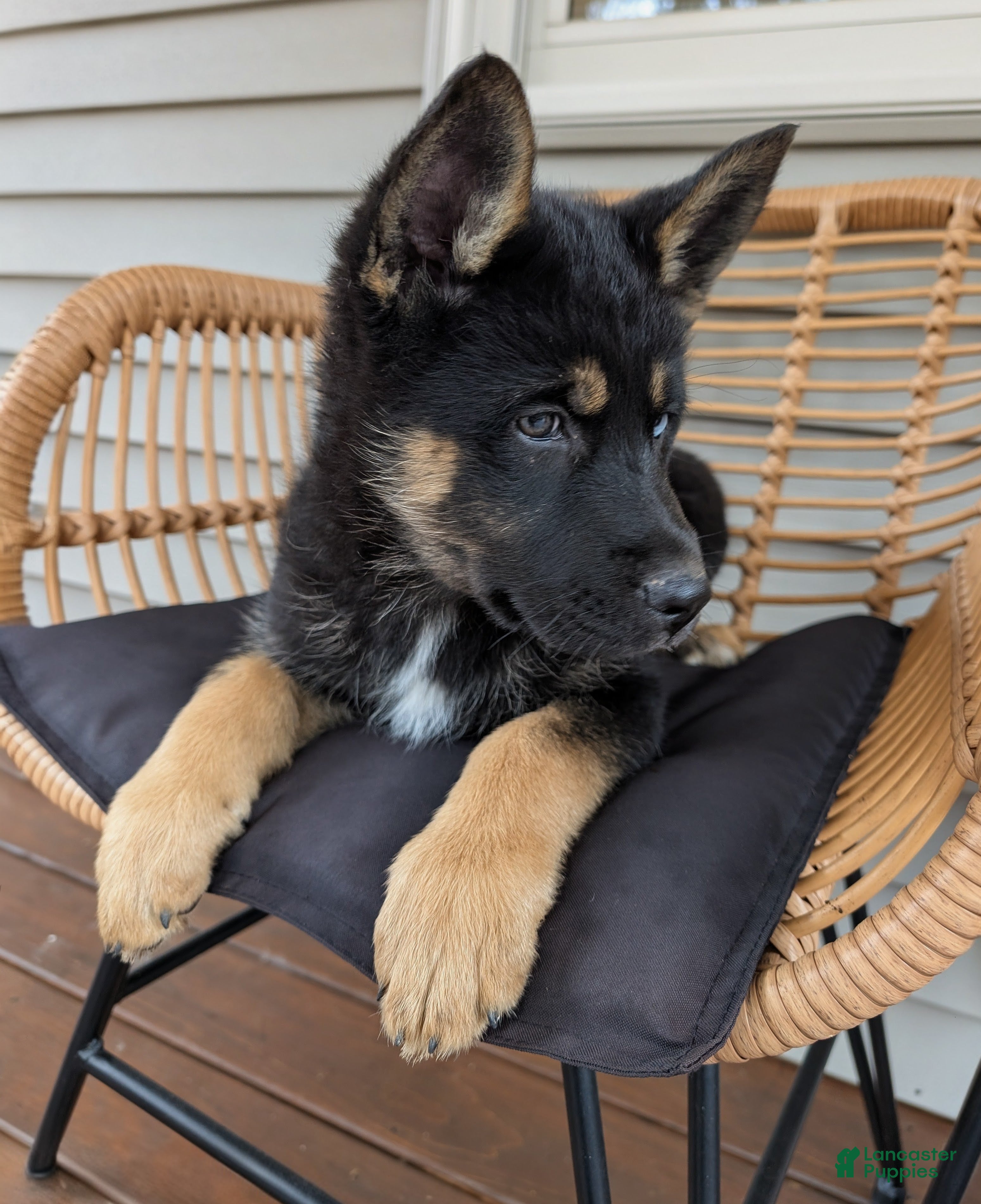 Gerberian Shepsky dogs Bessy - Ad 1