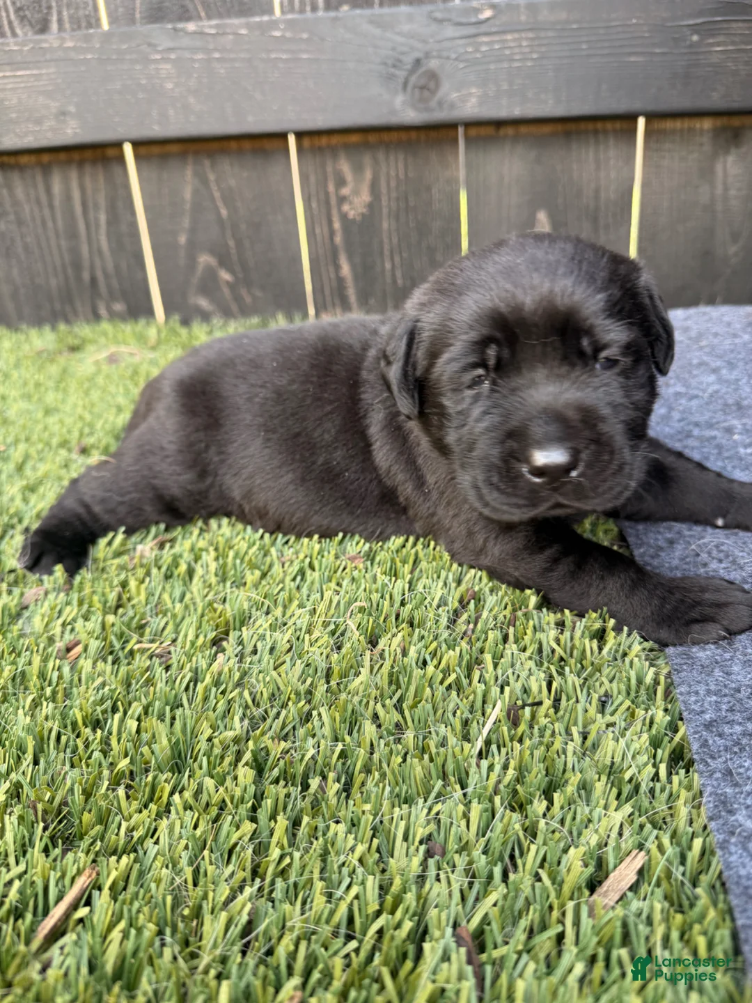 Labrador Retriever dogs for sale: Labrador Retriever Puppy 1 - Ad 1