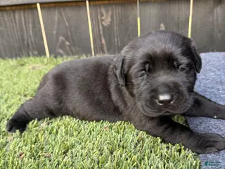 Labrador Retriever dogs Labrador Retriever Puppy 1 - Ad 11