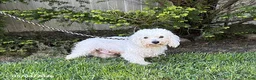 Bichpoo dogs for sale: Jack - Ad 4
