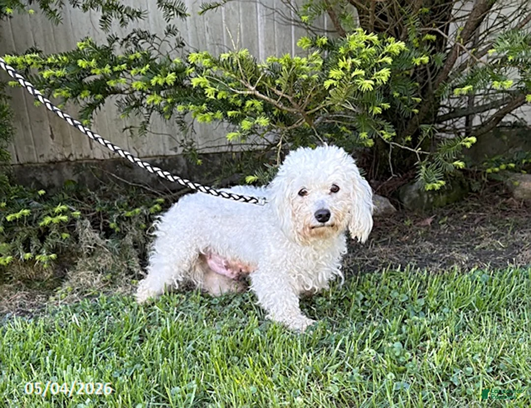 Bichpoo dogs for sale: Jack - Ad 4
