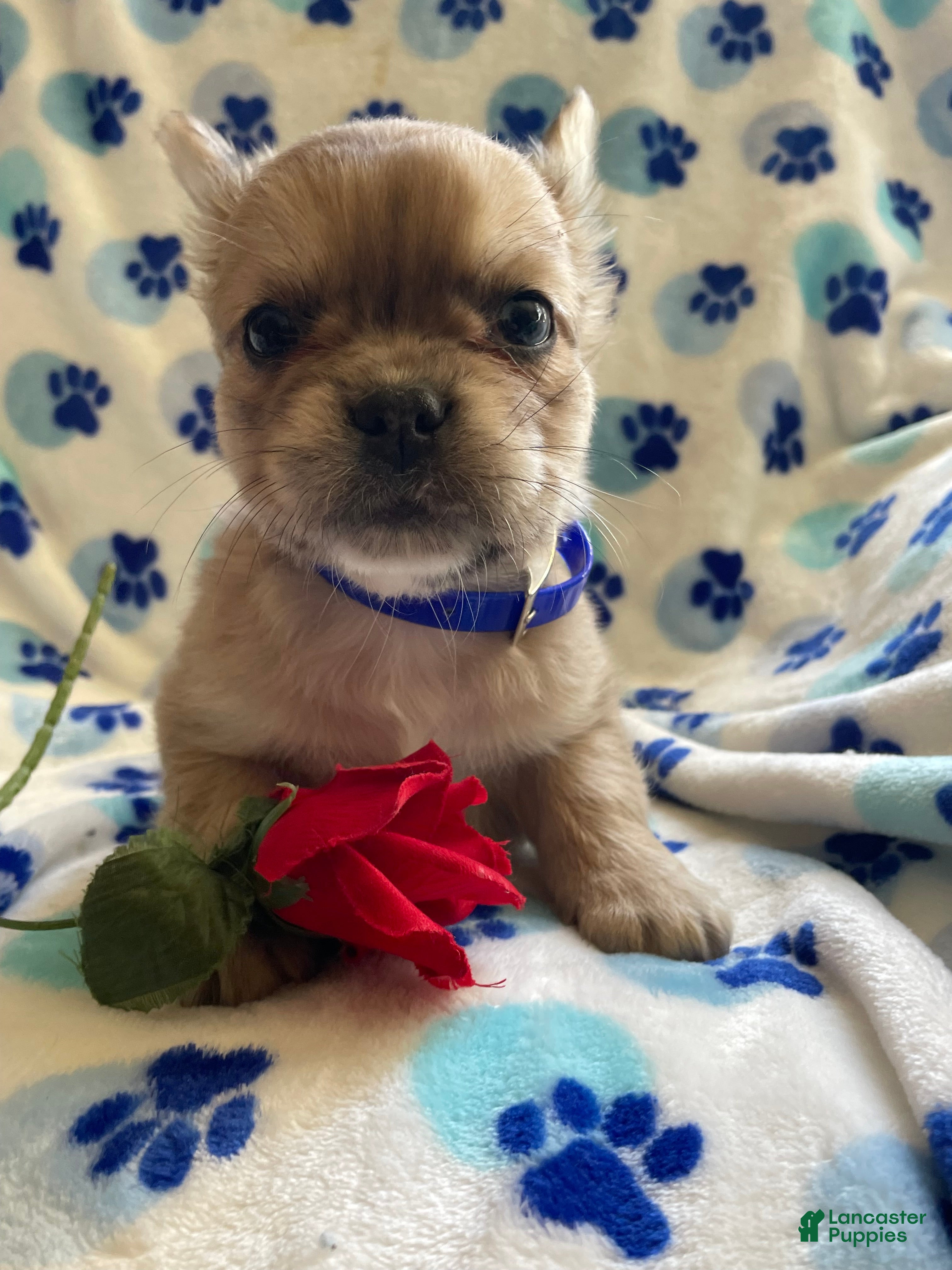 French Bulldog dogs Samson LONG HAIRED - Ad 41