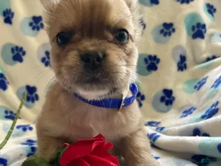 French Bulldog dogs Samson LONG HAIRED - Ad 41