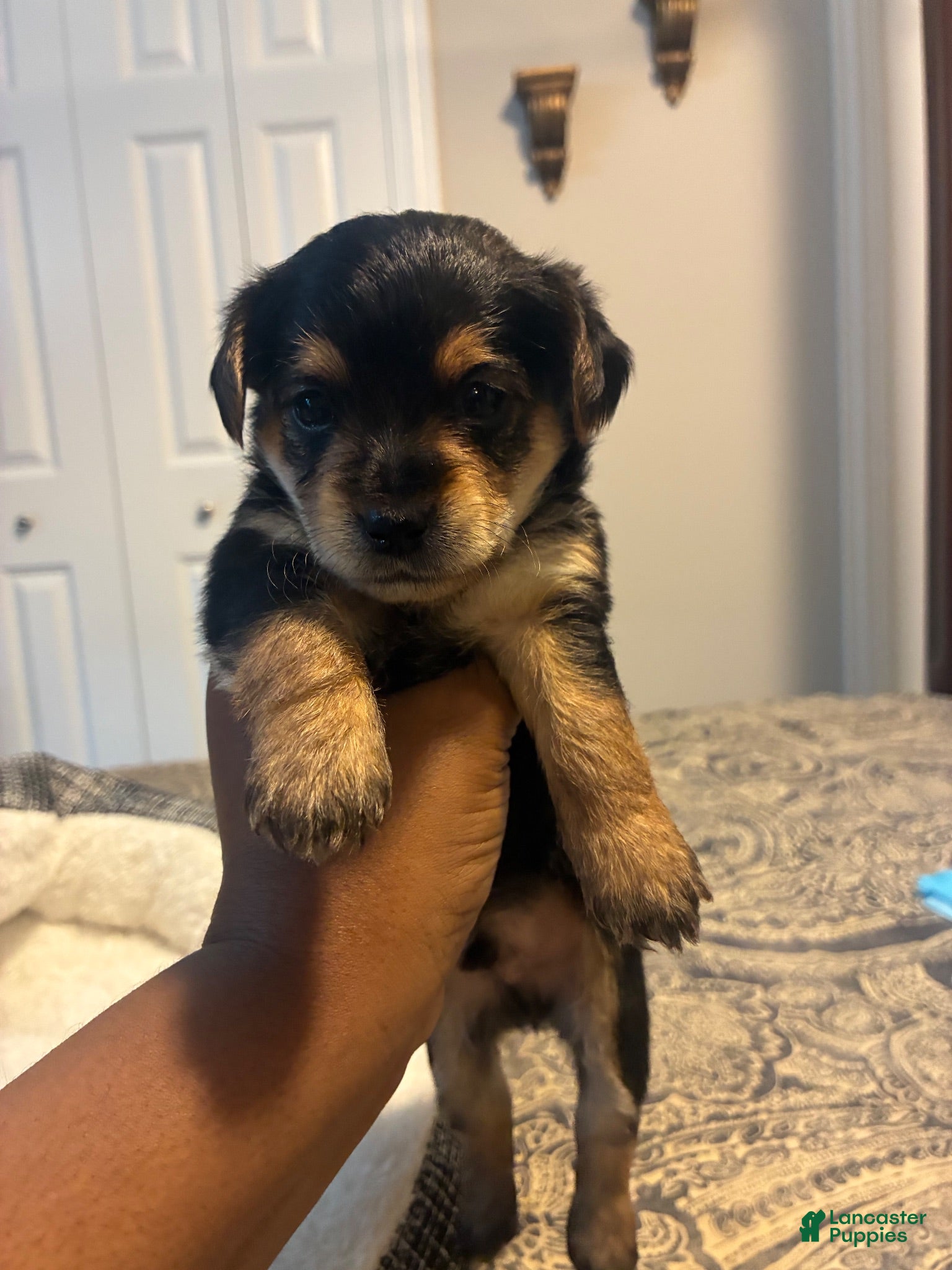 Yorkiepoo dogs Yorkiepoo 1 - Ad 38
