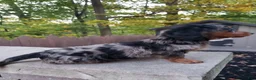Miniature Dachshund dogs for sale: Dax - Ad 6
