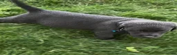 Labrador Retriever dogs for sale: Labrador Retriever 1 - Ad 16