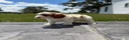 Cavapoo dogs for sale: Theo - Ad 5