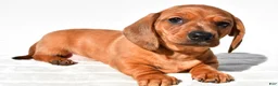 Dachshund dogs for sale: Tyler  - Ad 6
