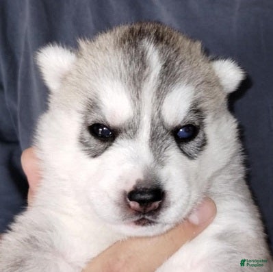 Siberian Husky dogs Galadriel (Bi-eyed) - Ad 1