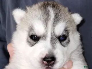 Siberian Husky dogs for sale: Galadriel (Bi-eyed) - Ad 2