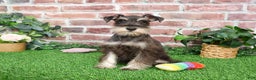 Miniature Schnauzer dogs for sale: Esperanza  - Ad 14