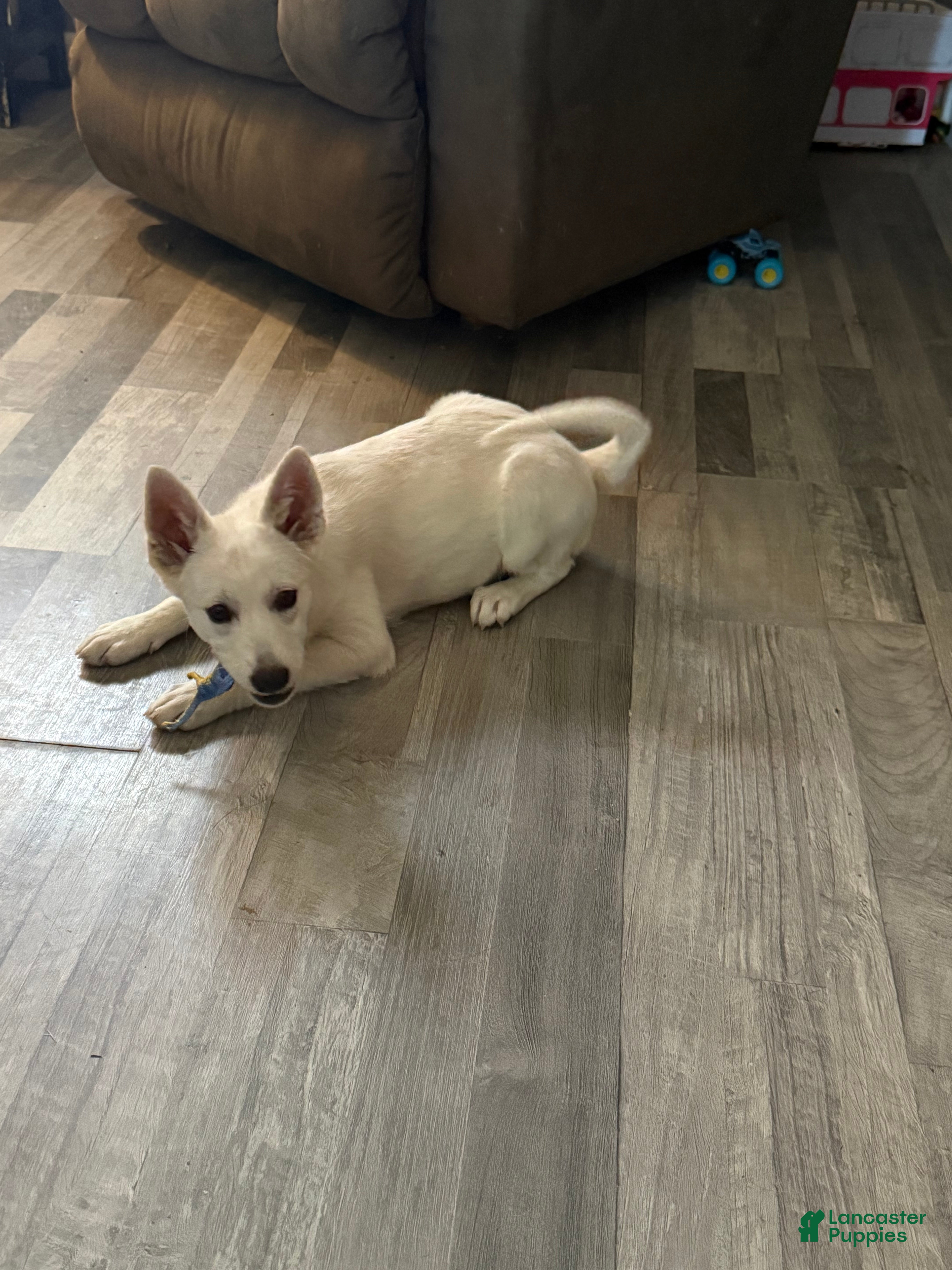 Mixed Breed dogs $100 BOTH MALES - Ad 27