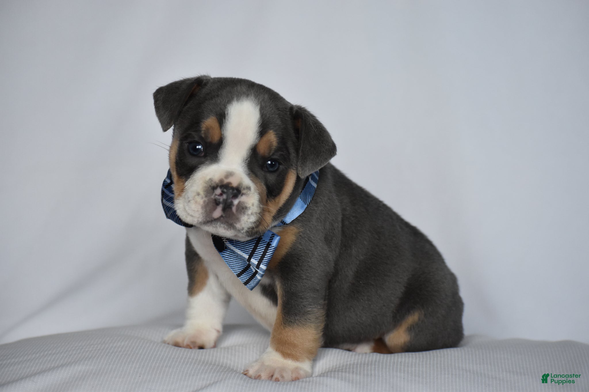 Beabull dogs Captain - Ad 1