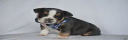 Beabull dogs for sale: Captain - Ad 1