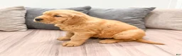 Golden Retriever dogs for sale: Jasper - Ad 3