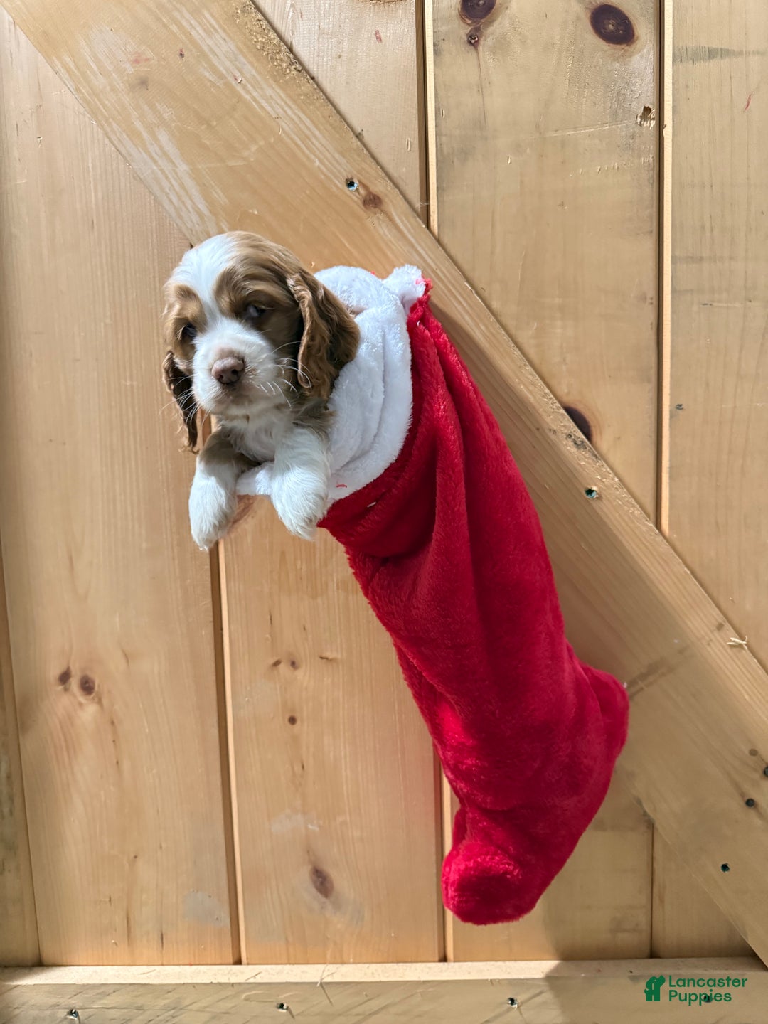 Cocker Spaniel dogs for sale: Dixie - Ad 4