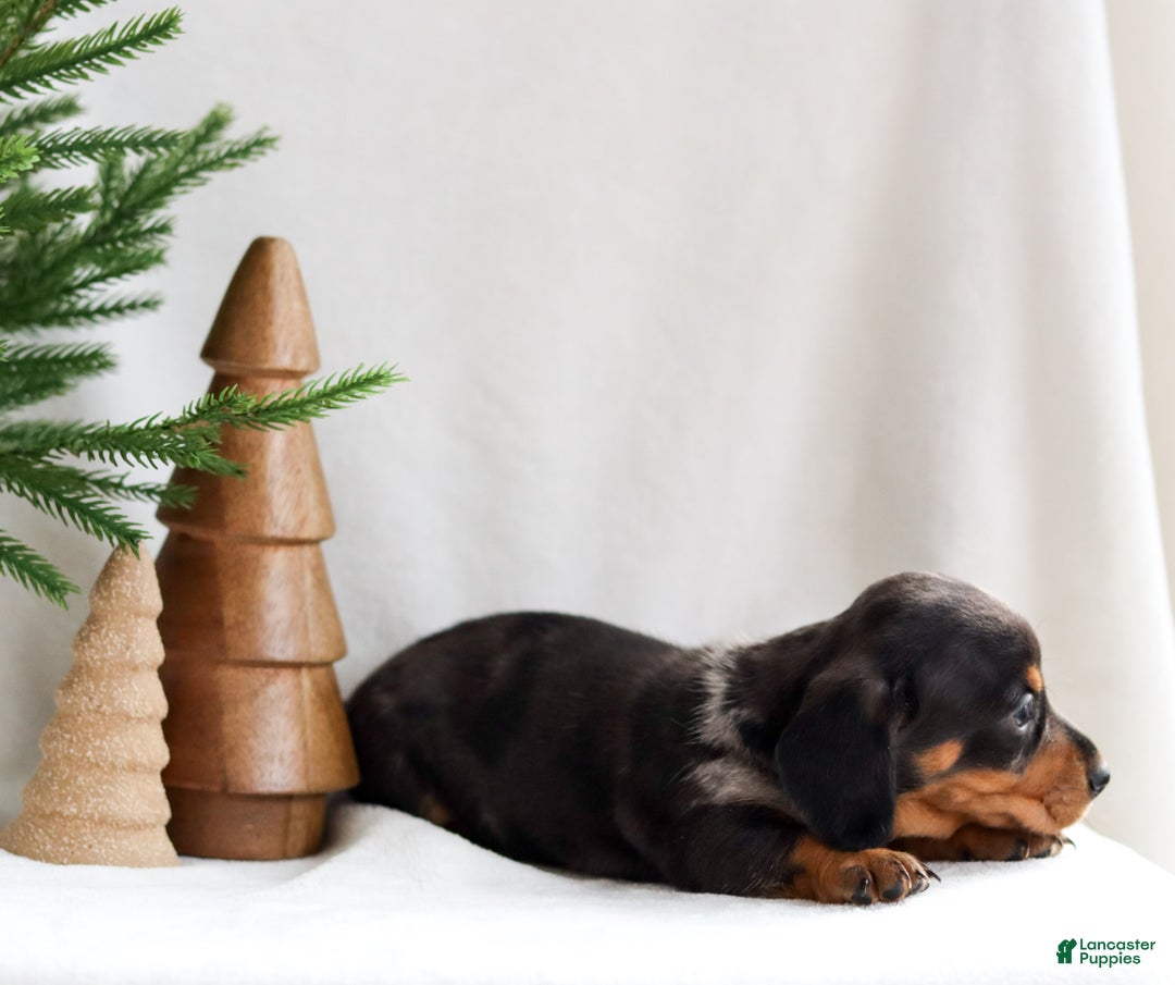 Miniature Dachshund dogs for sale: Holly - Ad 3