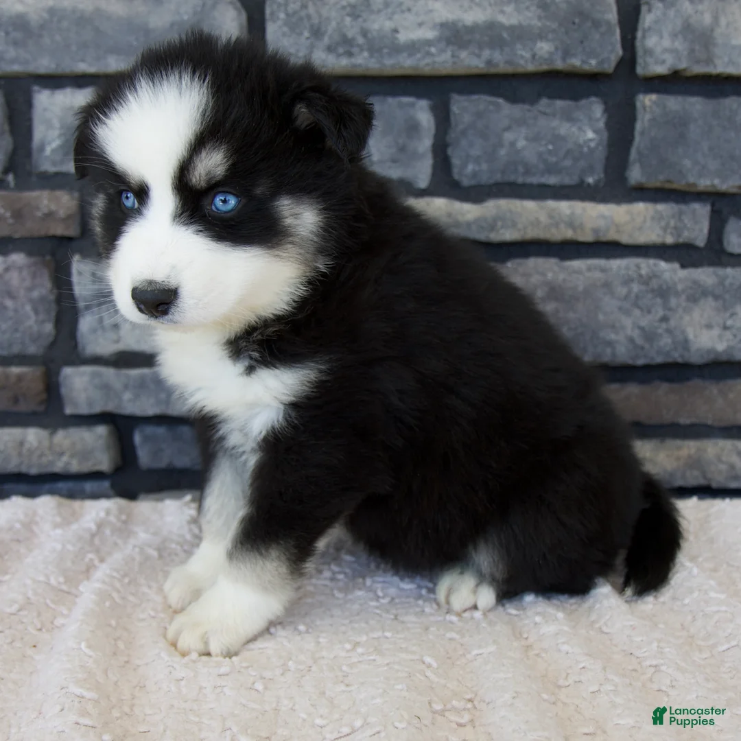 Pomsky dogs for sale: Ramsey - Ad 2