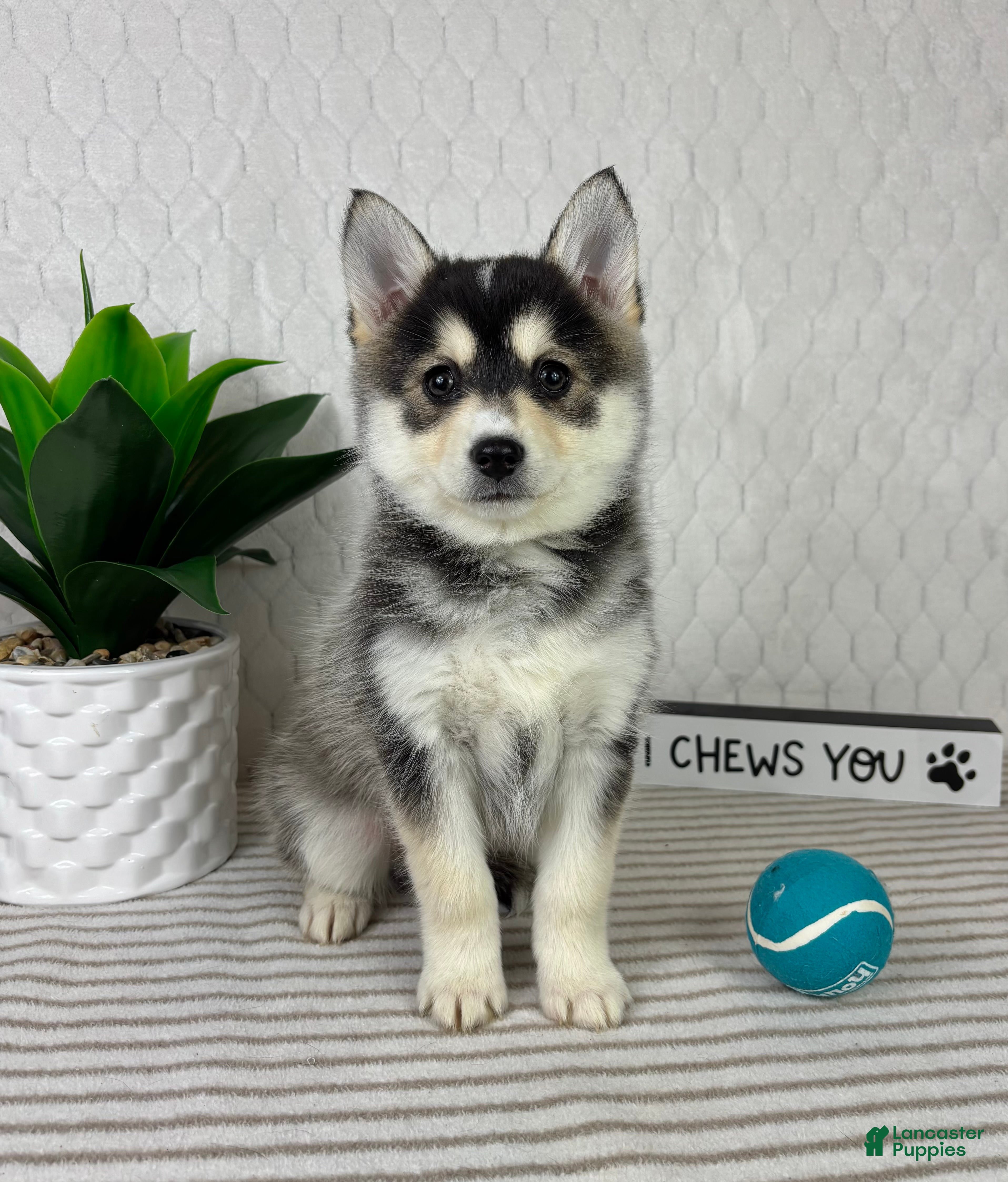 Pomsky dogs Pom Pom - Ad 42
