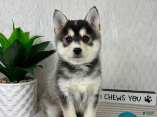 Pomsky dogs Pom Pom - Ad 29