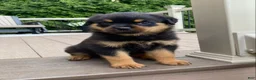 Rottweiler dogs for sale: Lulu - Ad 8
