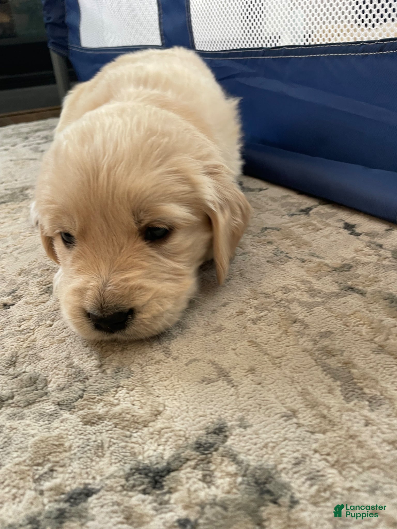 Golden Retriever dogs Golden Retriever Puppy 6 - Ad 7