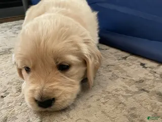 Golden Retriever dogs Golden Retriever Puppy 6 - Ad 28