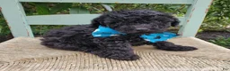 Toy Poodle dogs for sale: Blackie - Ad 5