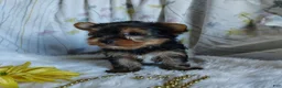 Yorkshire Terrier dogs for sale: Jacqueline - Ad 4