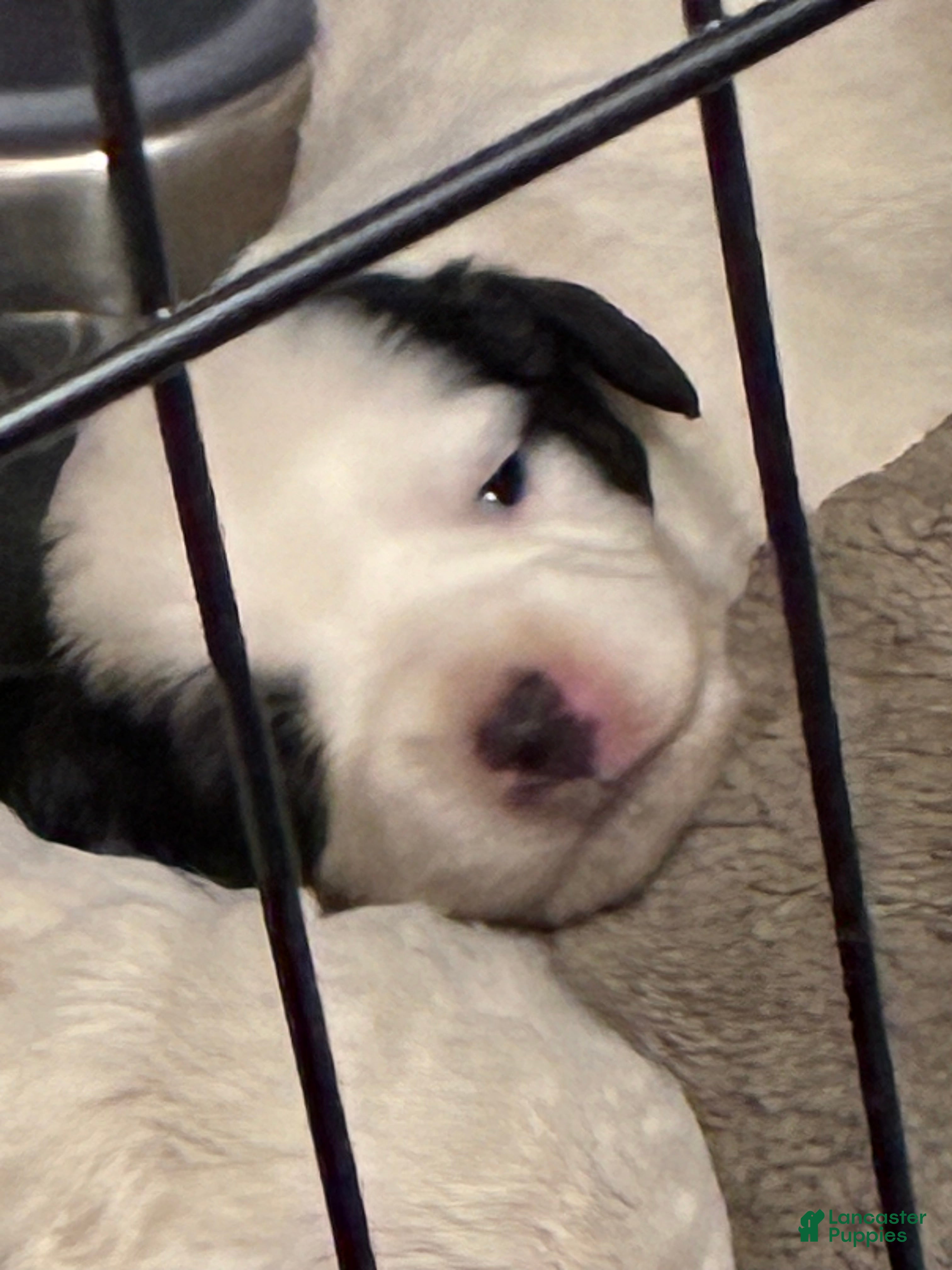 Havapoo dogs  Puppy 4 - Ad 2