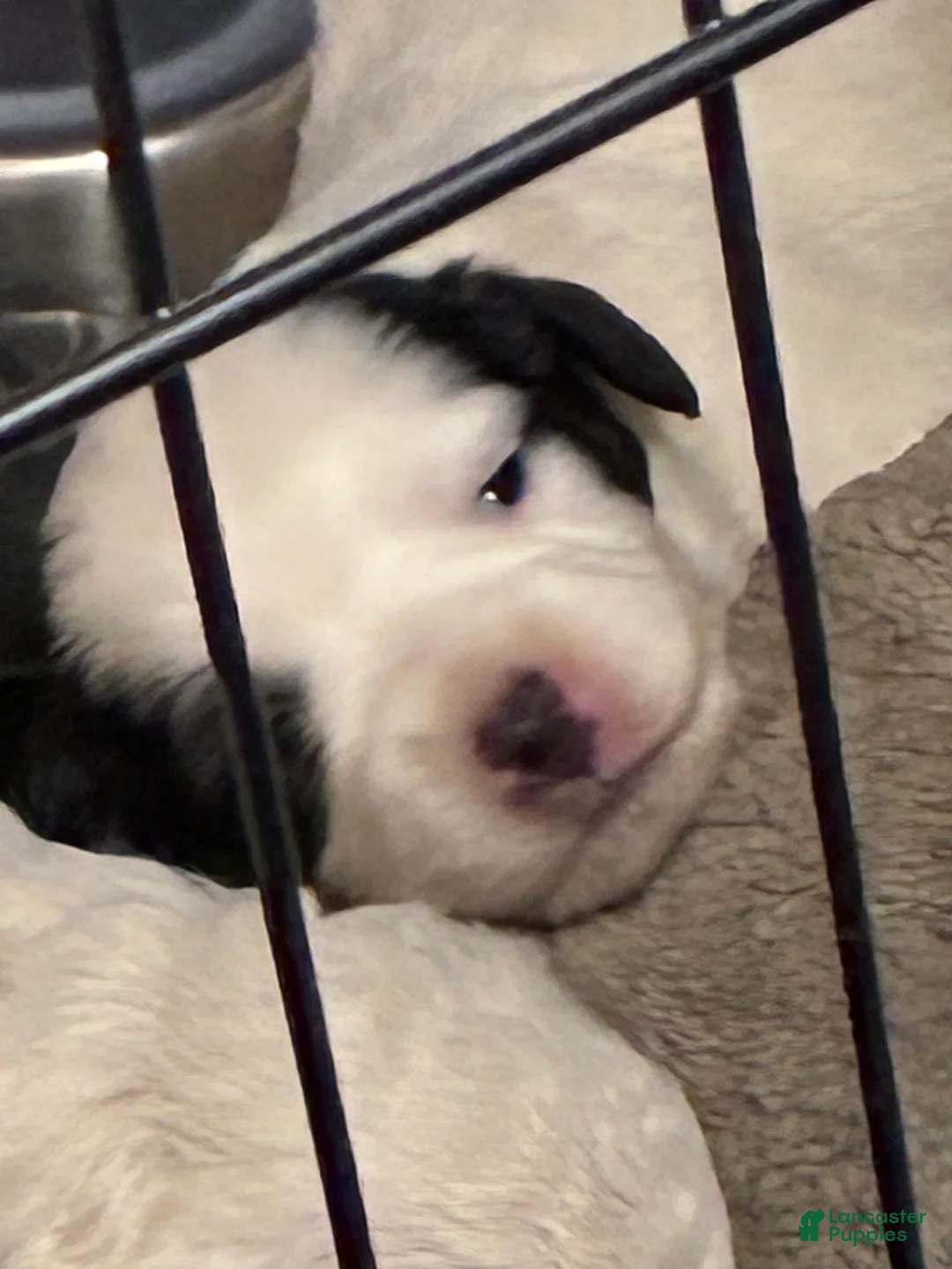 Havapoo dogs for sale:  Puppy 4 - Ad 1