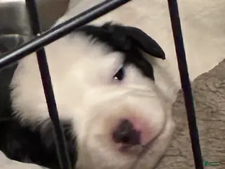 Havapoo dogs Puppy 4 - Ad 2