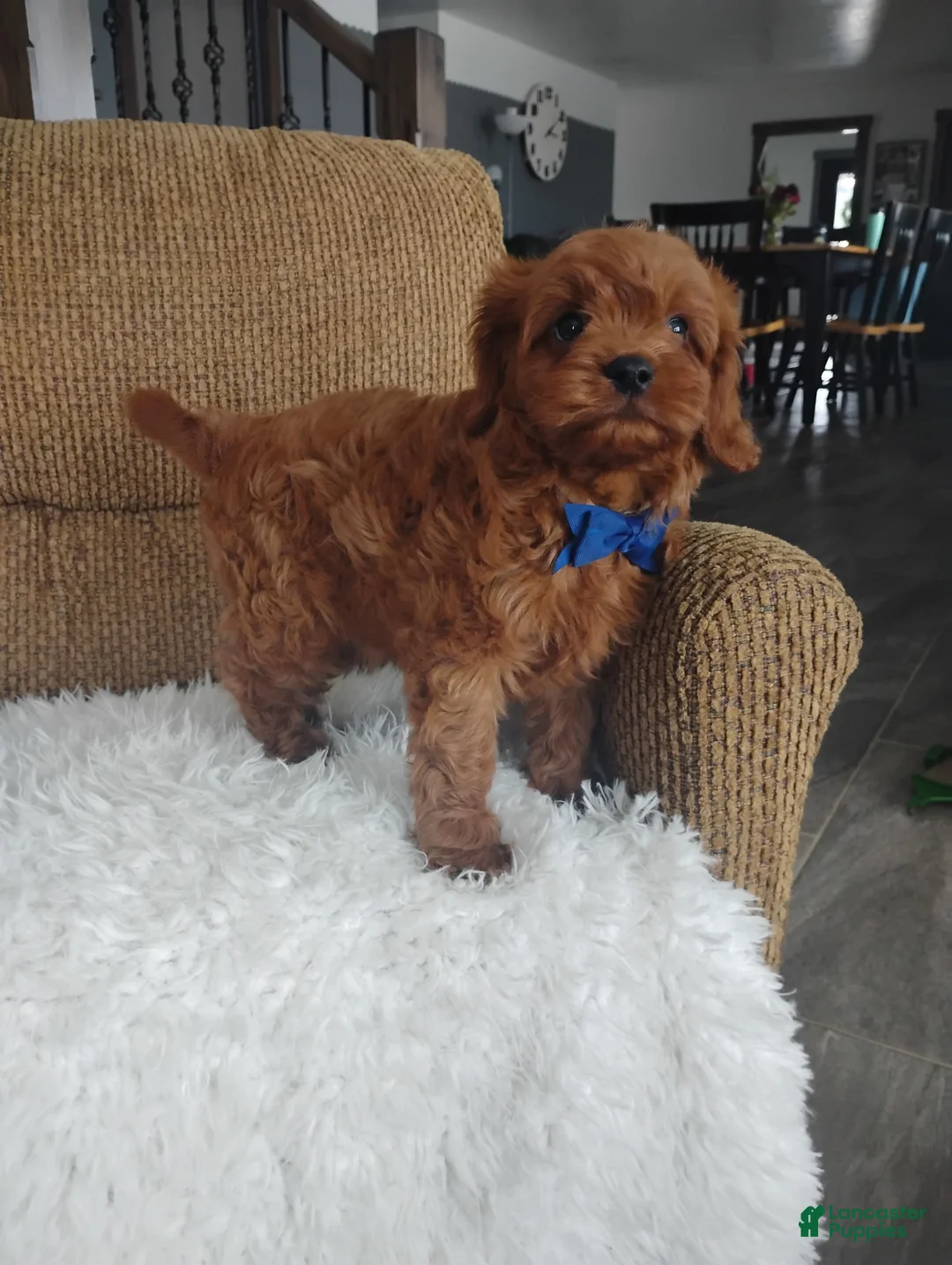 Cavapoo dogs for sale: Cody - Ad 2