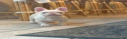 French Bulldog dogs for sale: Pinkey  - Ad 4