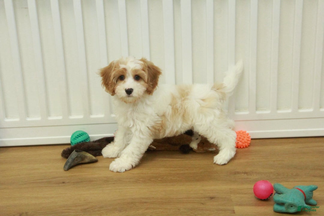 Cavapoo dogs for sale: Mason - Ad 14