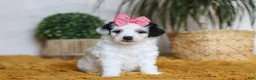 Yorkiepoo dogs for sale: Bliss - Ad 2