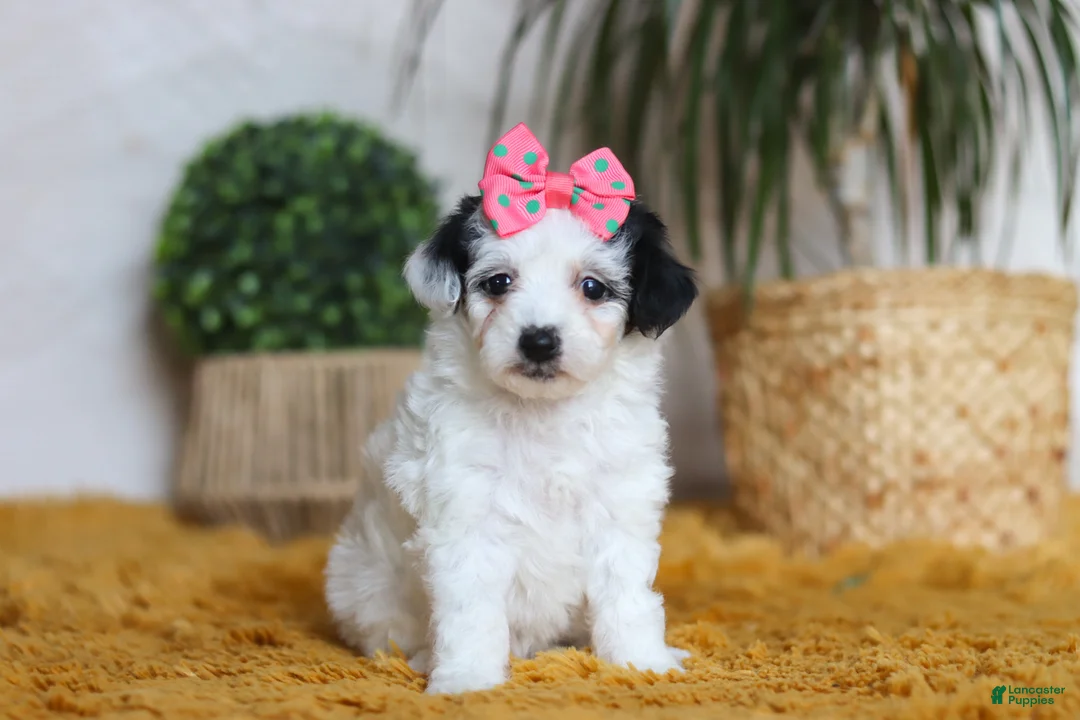 Yorkiepoo dogs for sale: Bliss - Ad 2