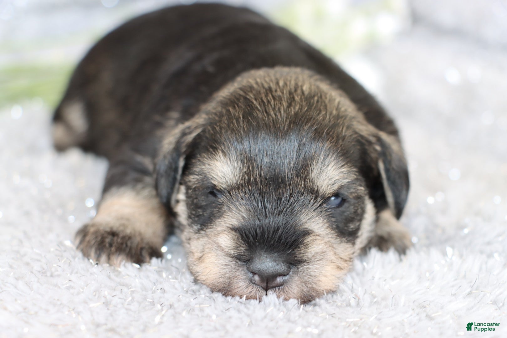 Miniature Schnauzer dogs Tonya - Ad 33