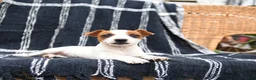 Jack Russell Terrier dogs for sale: Judy - Ad 3