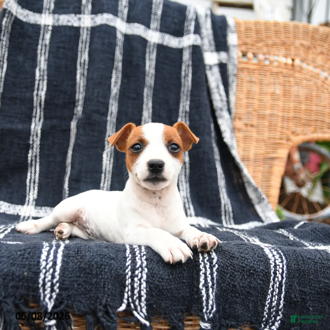 Jack Russell Terrier dogs for sale: Judy - Ad 3