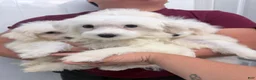 Maltese dogs for sale: Maltese 2 - Ad 4
